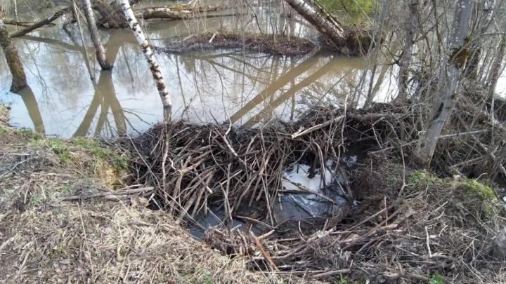Бобры против ЖКХ: непримиримая борьба за водоемы — Настоящий Обнинск