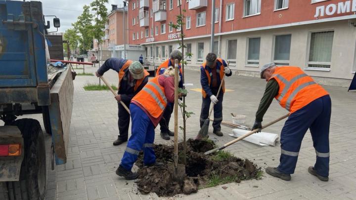 Новые деревья на улице Лейпунского — Настоящий Обнинск