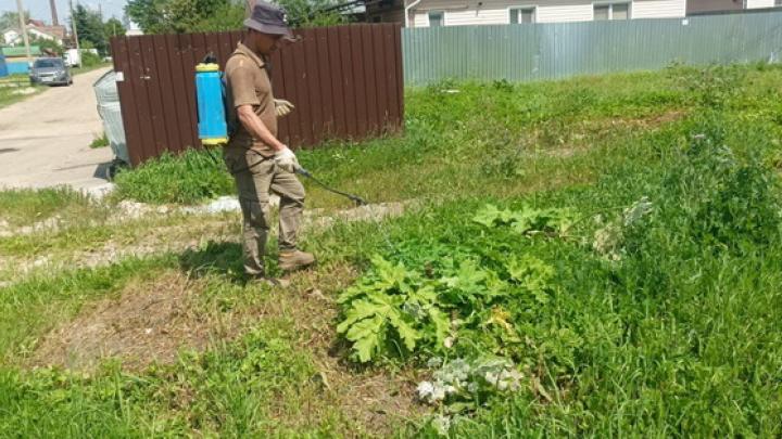В Обнинске ведется борьба с борщевиком — Настоящий Обнинск