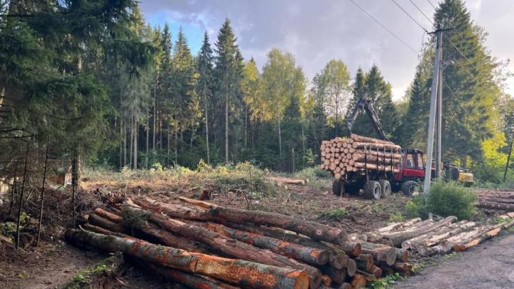 Экологический скандал в Боровском районе: жители возмущены вырубкой леса в Кочетовке — Настоящий Обнинск